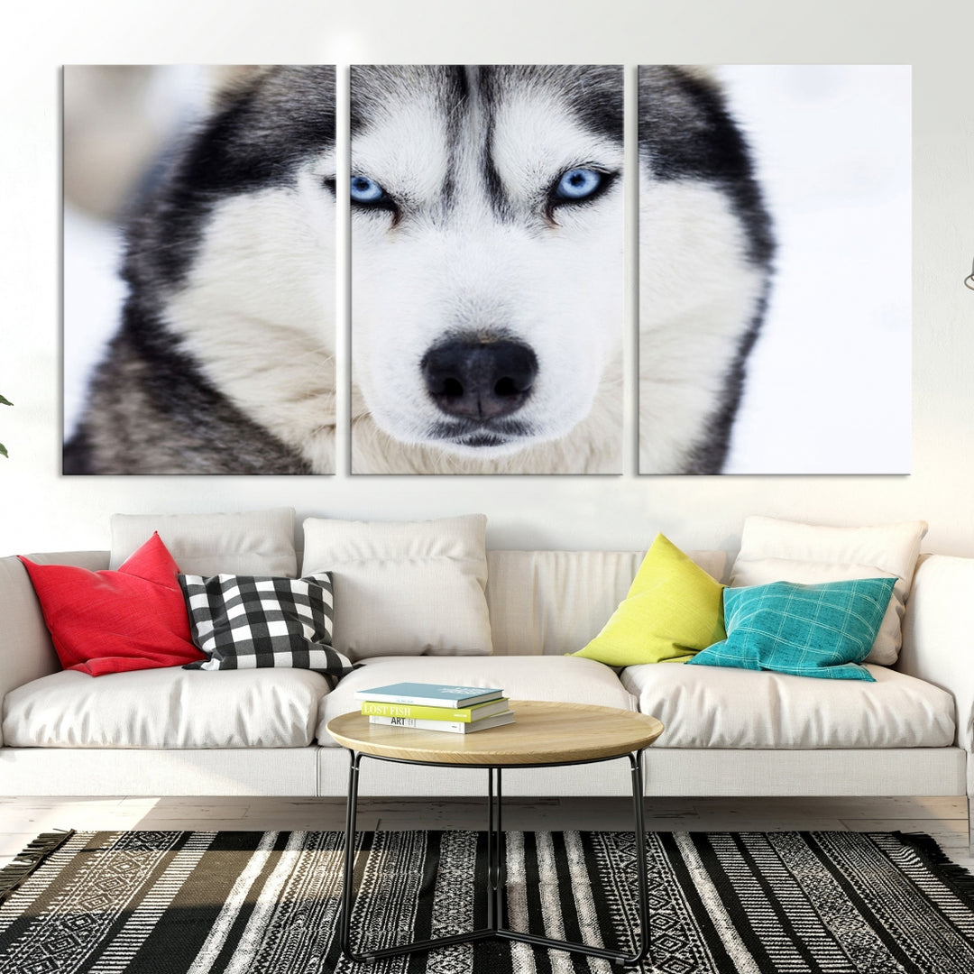 Winter Siberian Husky Wolf Blue Eyes Wall Art Canvas Print