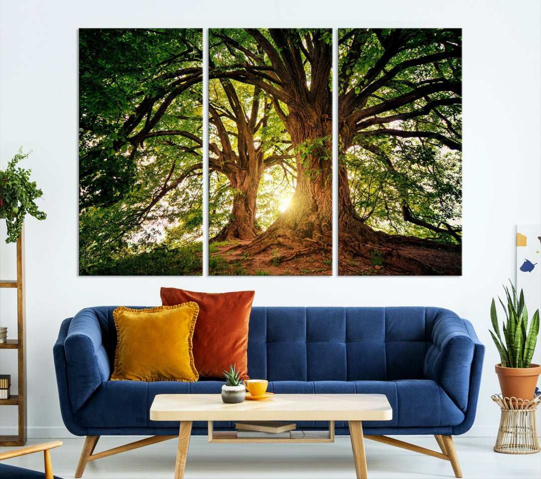 Grands vieux arbres et soleil Wall Art Impression sur toile