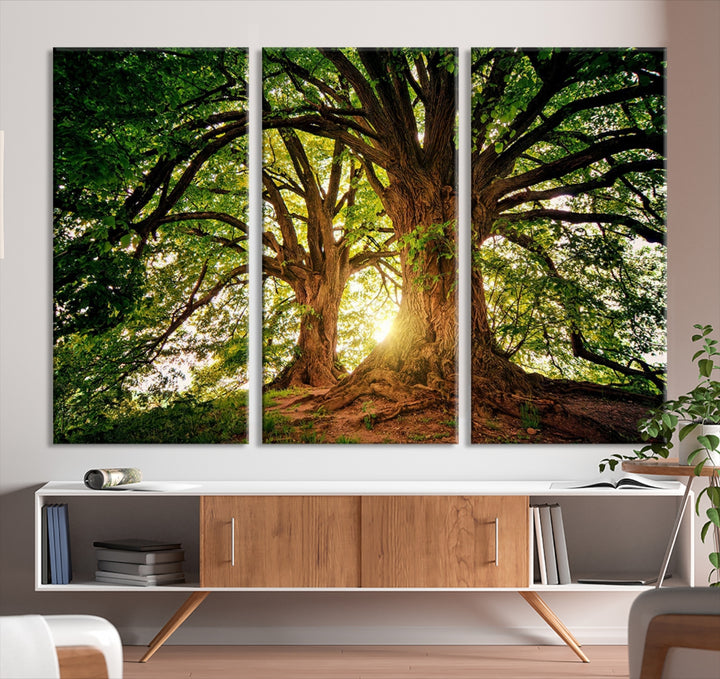 Lienzo decorativo para pared con grandes árboles viejos y sol